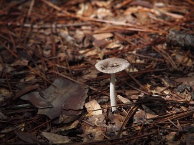 [A mushroom with a long relatively-thin white stem and a flat top with some ridges. The top is light brown.]